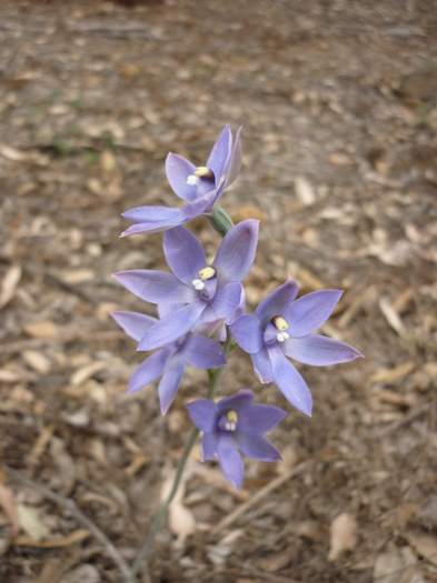 Thelymitra - Scented sun orchid P1220527.JPG